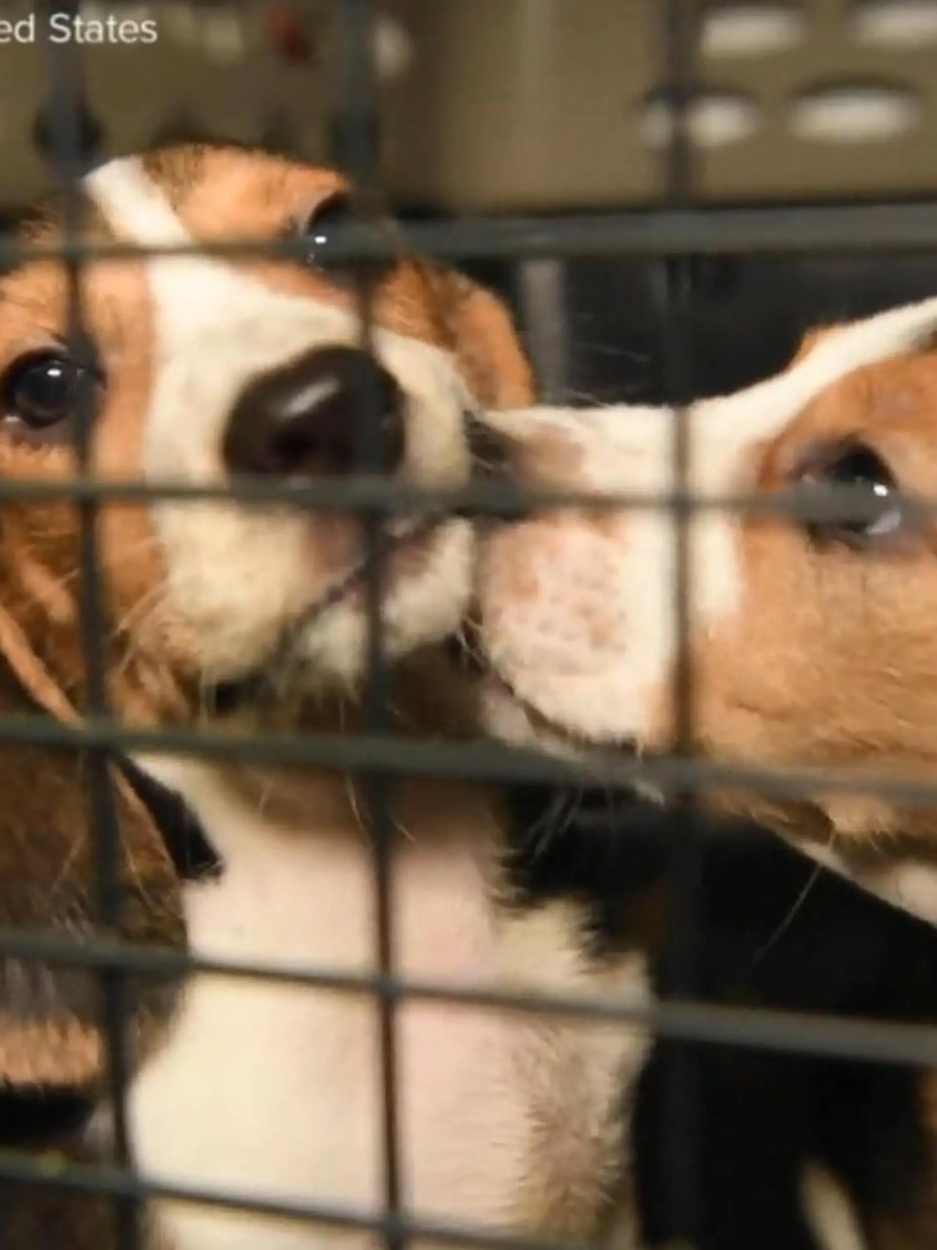 Bild zu: "4.000 Hunde vor Tierversuchen gerettet"