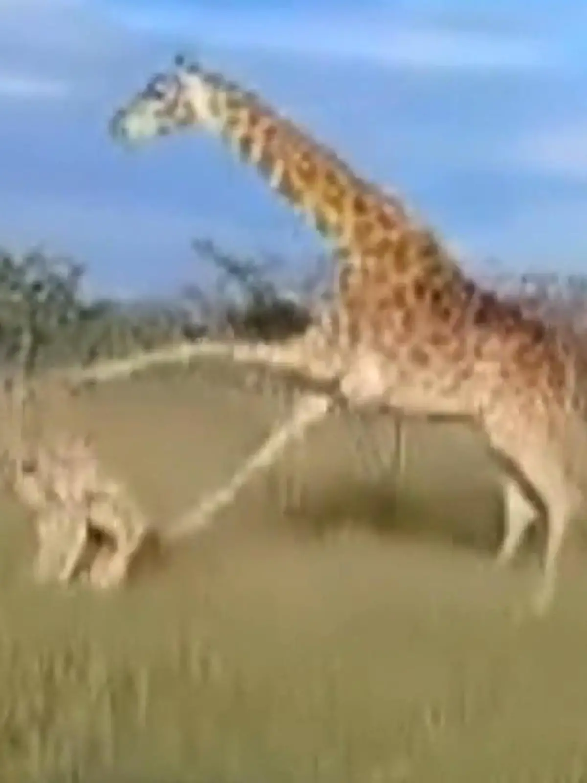 In Kenia spielen sich dramatische Szenen ab: Zwei Löwen haben es auf eine Giraffenmutter und ihr Neugeborenes abgesehen. Bevor die Situation eskaliert, greift die Giraffenmama mutig ein!