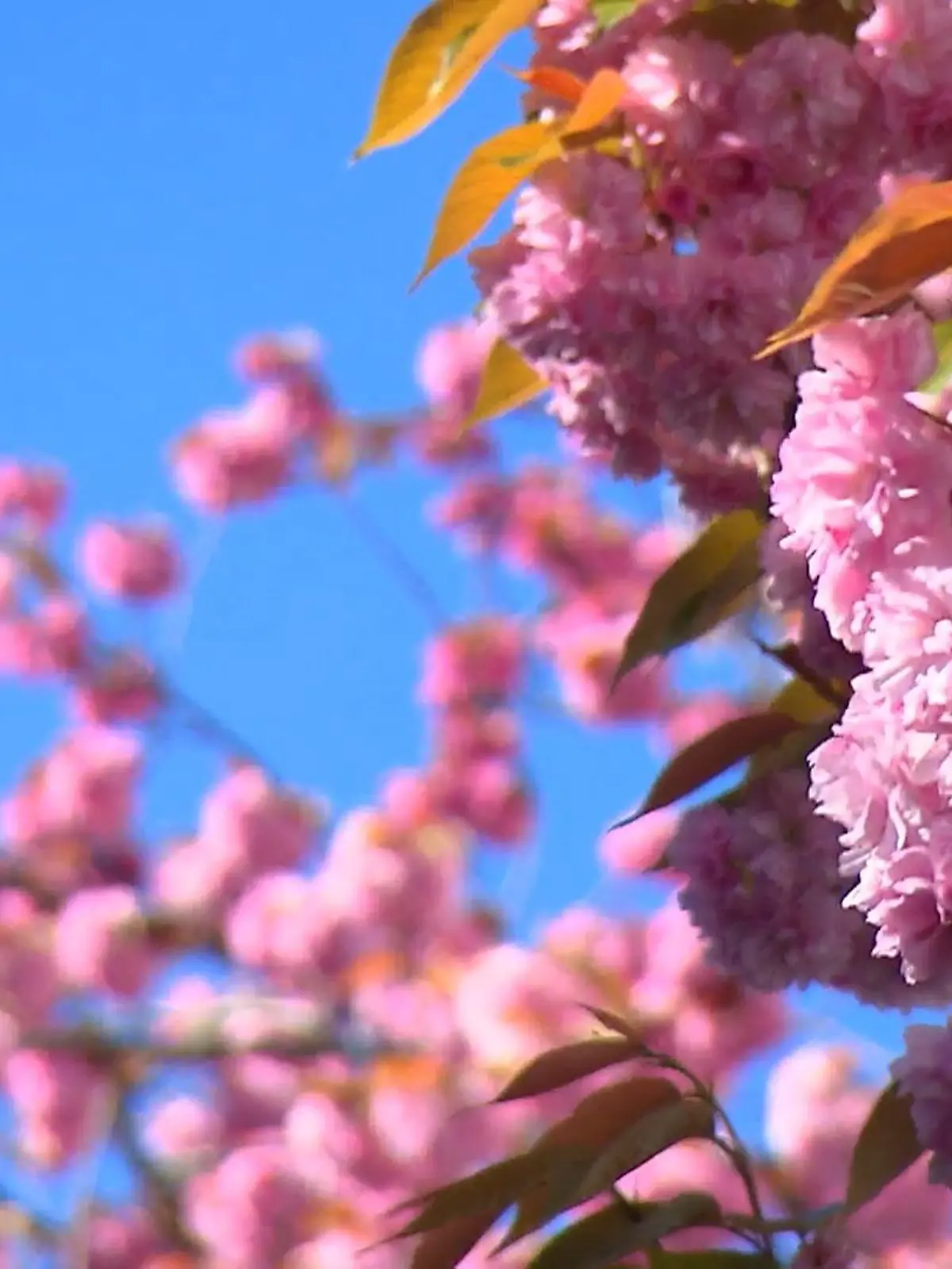 Bild zu: "Krach um Kirschblüte"