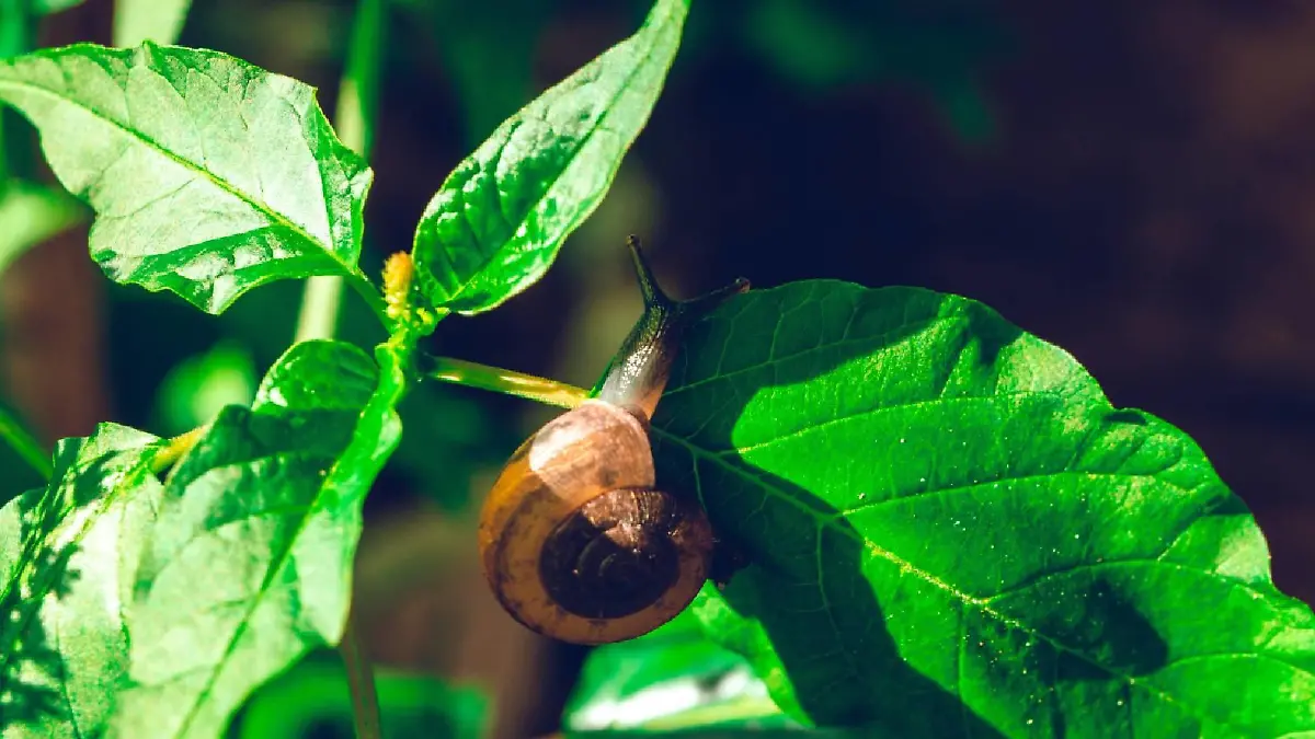 Hand hold leaf with nail in shell crawling on tree in garden