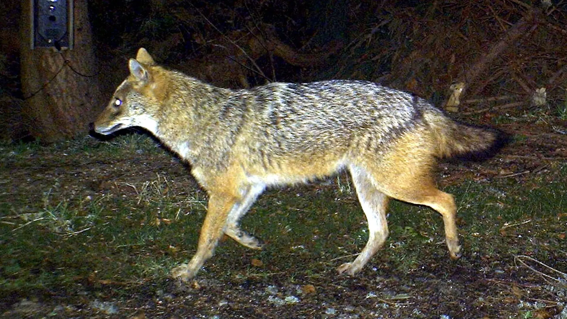 Das Foto aus dem Jahr 2012 zeigt einen Goldschakal, der im Nationalpark Bayerischer Wald (Bayern) von einer Wildkamera fotografiert wurde.