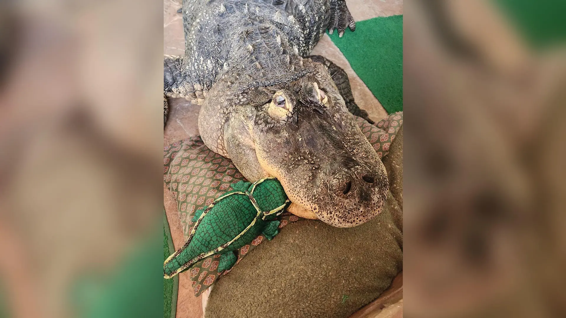 Albert ist ein Hausalligator.