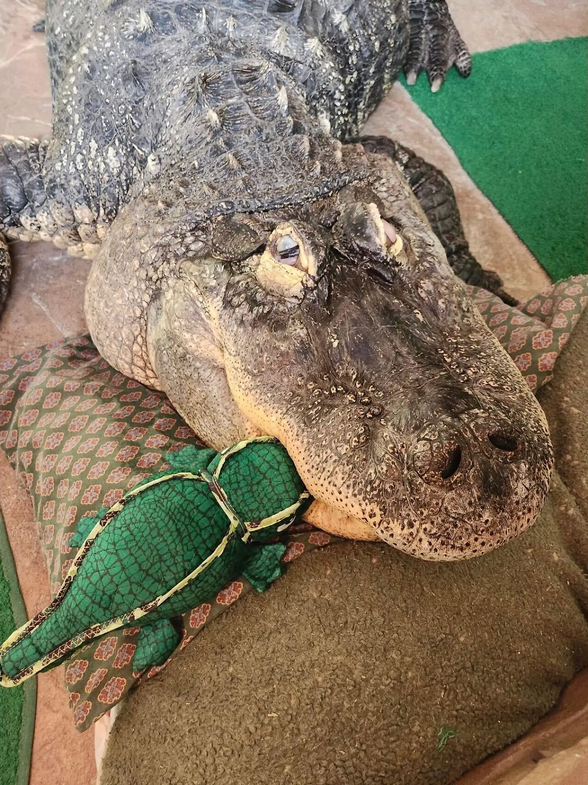 Albert ist ein Hausalligator.