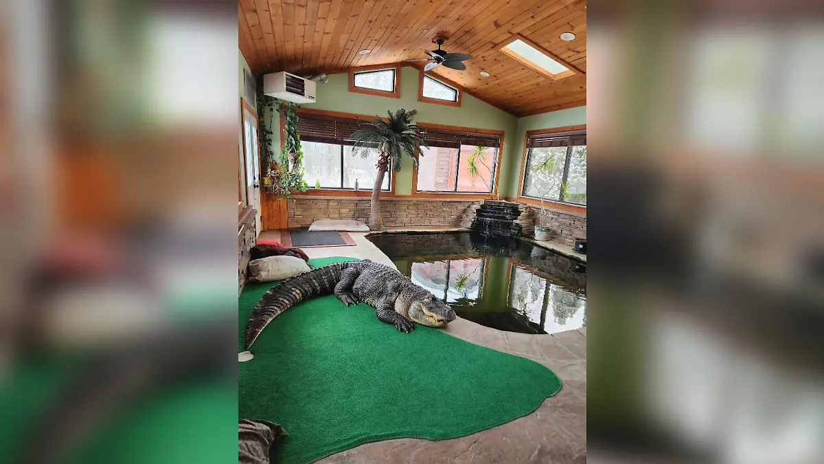 Alligator Albert in seinem maßgeschneiderten Anbau.