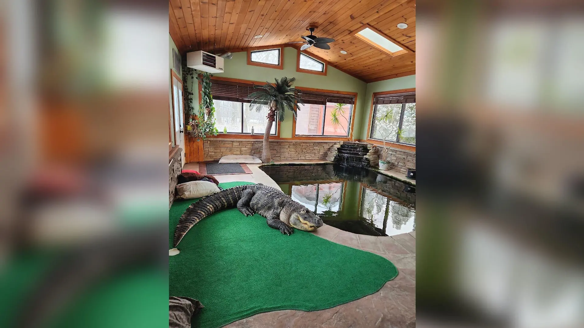 Alligator Albert in seinem maßgeschneiderten Anbau.