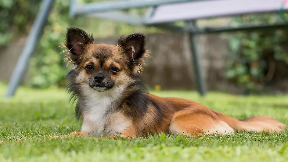 Der kleine Chihuahua und sein Geschäft sind wohl nur ein Mittel zum Zweck. (Symbolbild)
