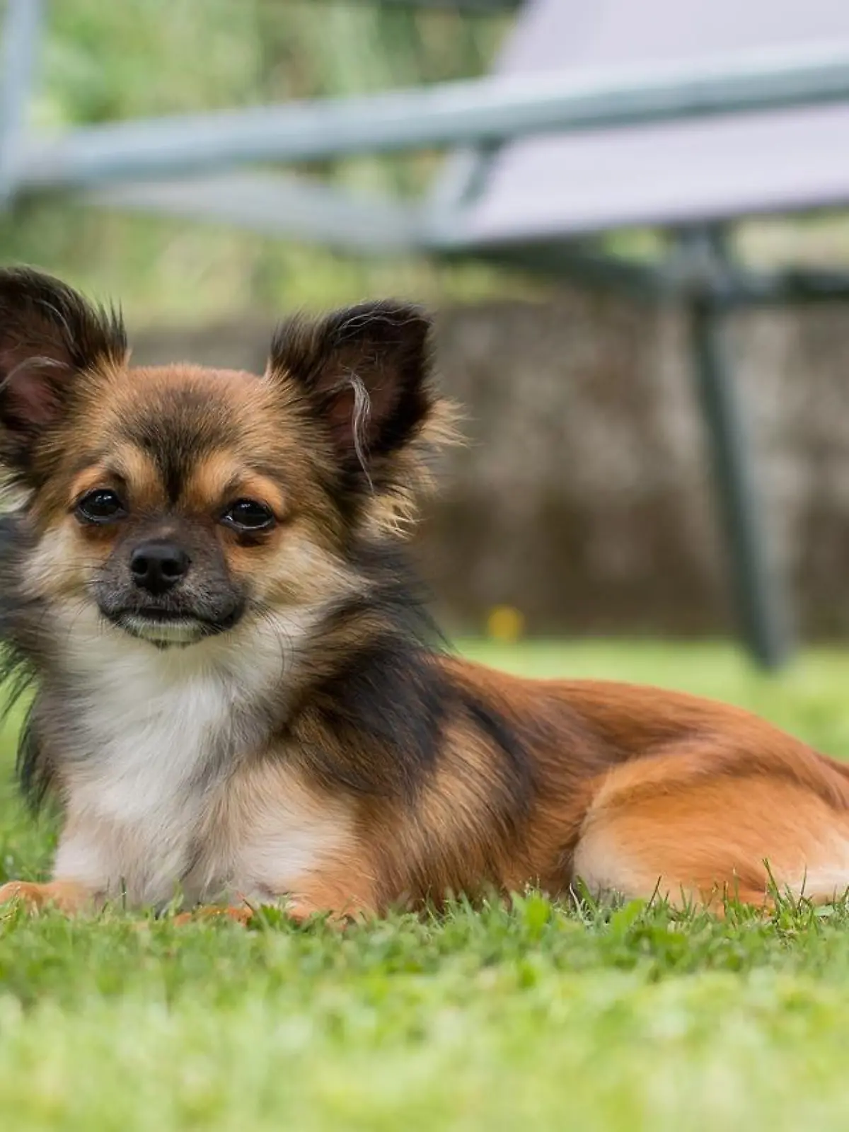 Der kleine Chihuahua und sein Geschäft sind wohl nur ein Mittel zum Zweck. (Symbolbild)