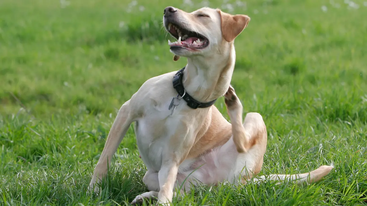 Mischlingshund / Halsband, Steuermarke