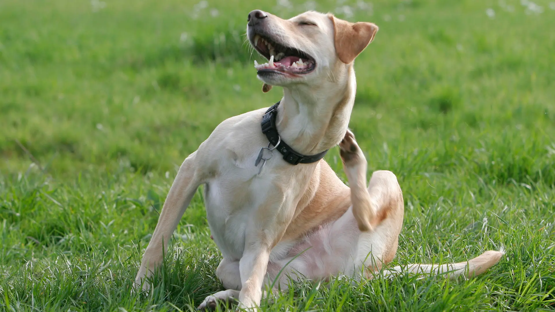 Mischlingshund / Halsband, Steuermarke