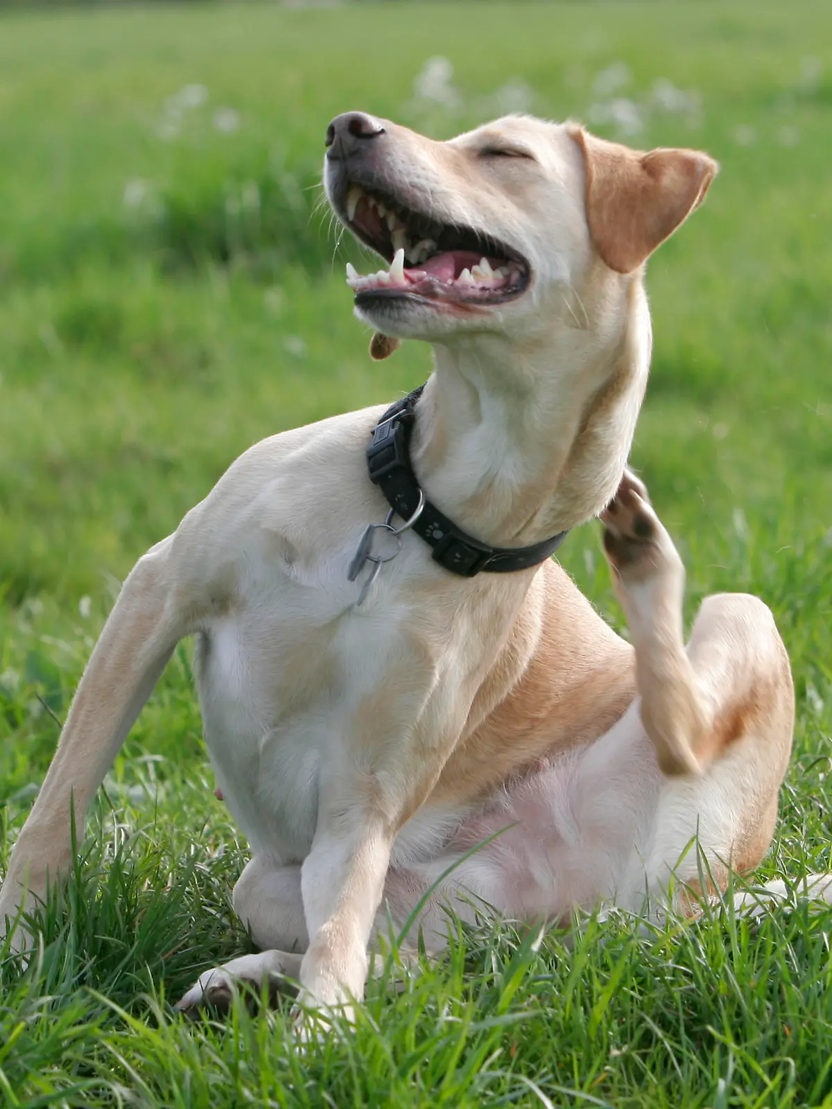 Mischlingshund / Halsband, Steuermarke