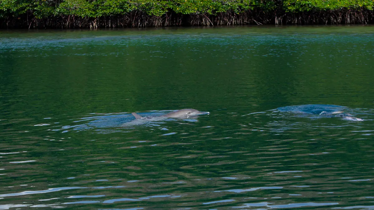 In this photo released by DolphinProject.com, rescued dolphin Johnny swims moments after being released from the Umah Lumba Rehabilitation, Release and Retirement Center in Banyuwedang Bay, West Bali, Indonesia Saturday, Sept. 3, 2022. Three bottlenose dolphins were released into the open sea in Indonesia Saturday after years of being confined for the amusement of tourists who would touch and swim with them. (DolphinProject.com via AP)