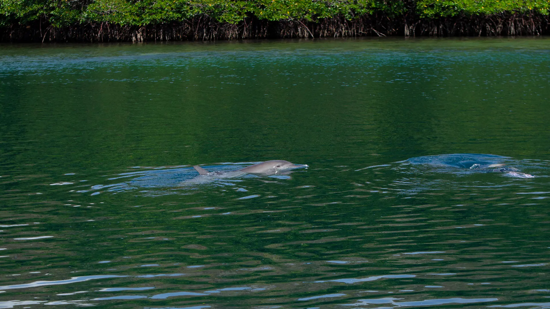 In this photo released by DolphinProject.com, rescued dolphin Johnny swims moments after being released from the Umah Lumba Rehabilitation, Release and Retirement Center in Banyuwedang Bay, West Bali, Indonesia Saturday, Sept. 3, 2022. Three bottlenose dolphins were released into the open sea in Indonesia Saturday after years of being confined for the amusement of tourists who would touch and swim with them. (DolphinProject.com via AP)