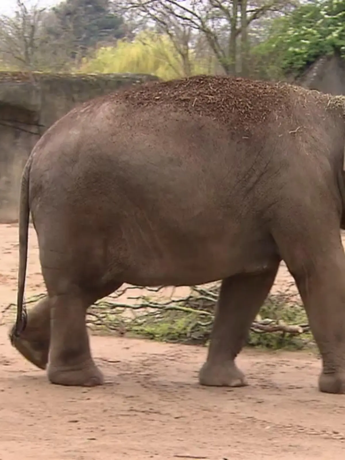 Bild zu: "Tierische Pediküre für Elefanten"