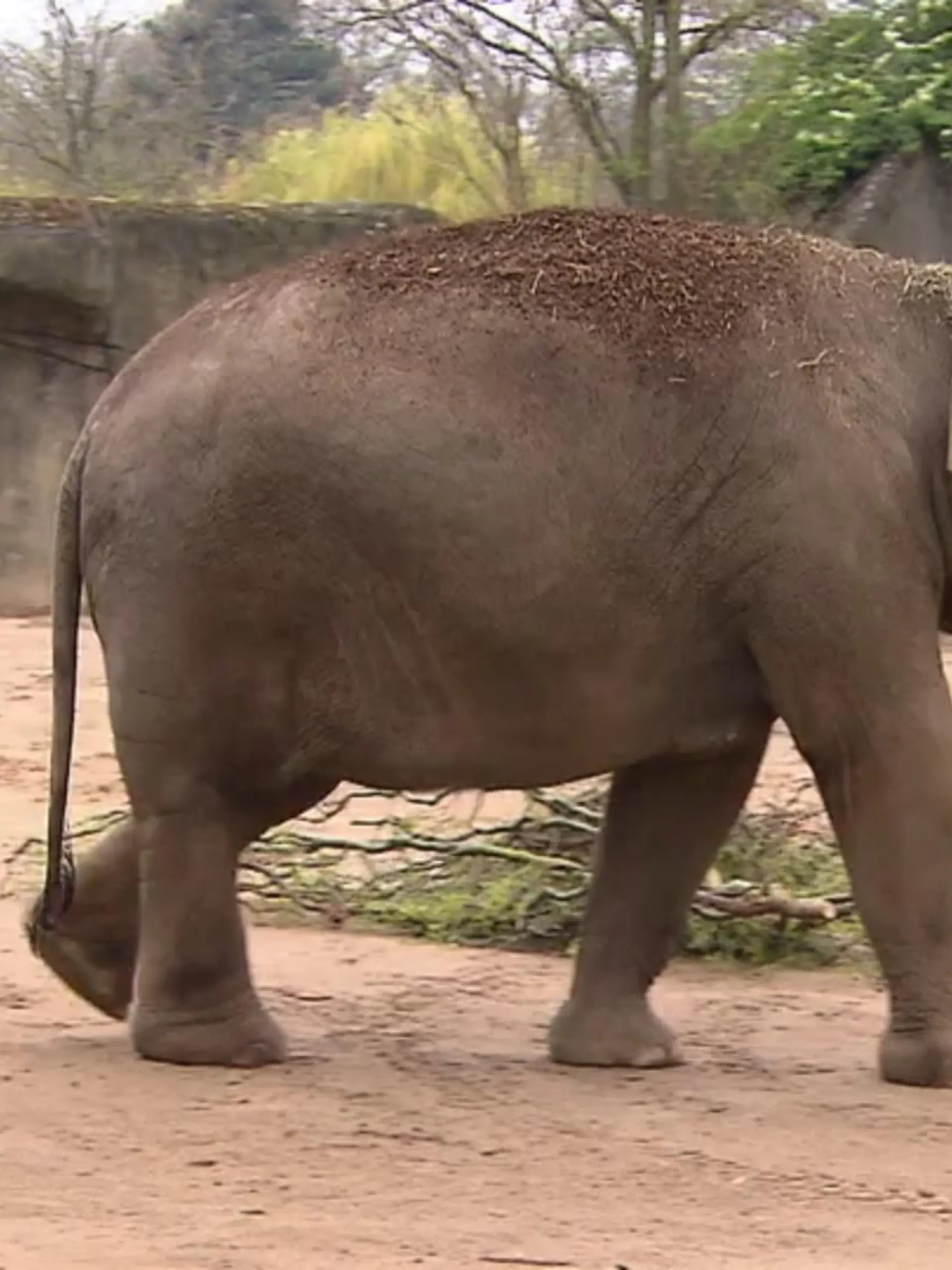 Bild zu: "Tierische Pediküre für Elefanten"