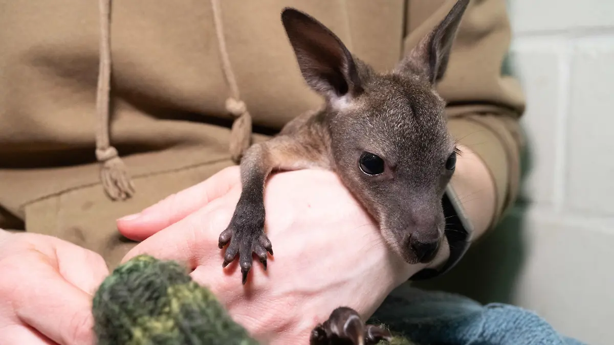 21.03.2024, Mecklenburg-Vorpommern, Stralsund: Anja Deichfischer, Tierpflegerin, trägt im Stralsunder Zoo ein kleinen Känguru - Baby Mäuschen. Statt im warmen Beutel seiner Mutter lebt ein Känguru-Jungtier im Stralsunder Zoo derzeit in einem Jutebeutel. Die Mutter habe das Tier vermutlich in einer Stresssituation aus dem Beutel genommen. Foto: Stefan Sauer/dpa +++ dpa-Bildfunk +++