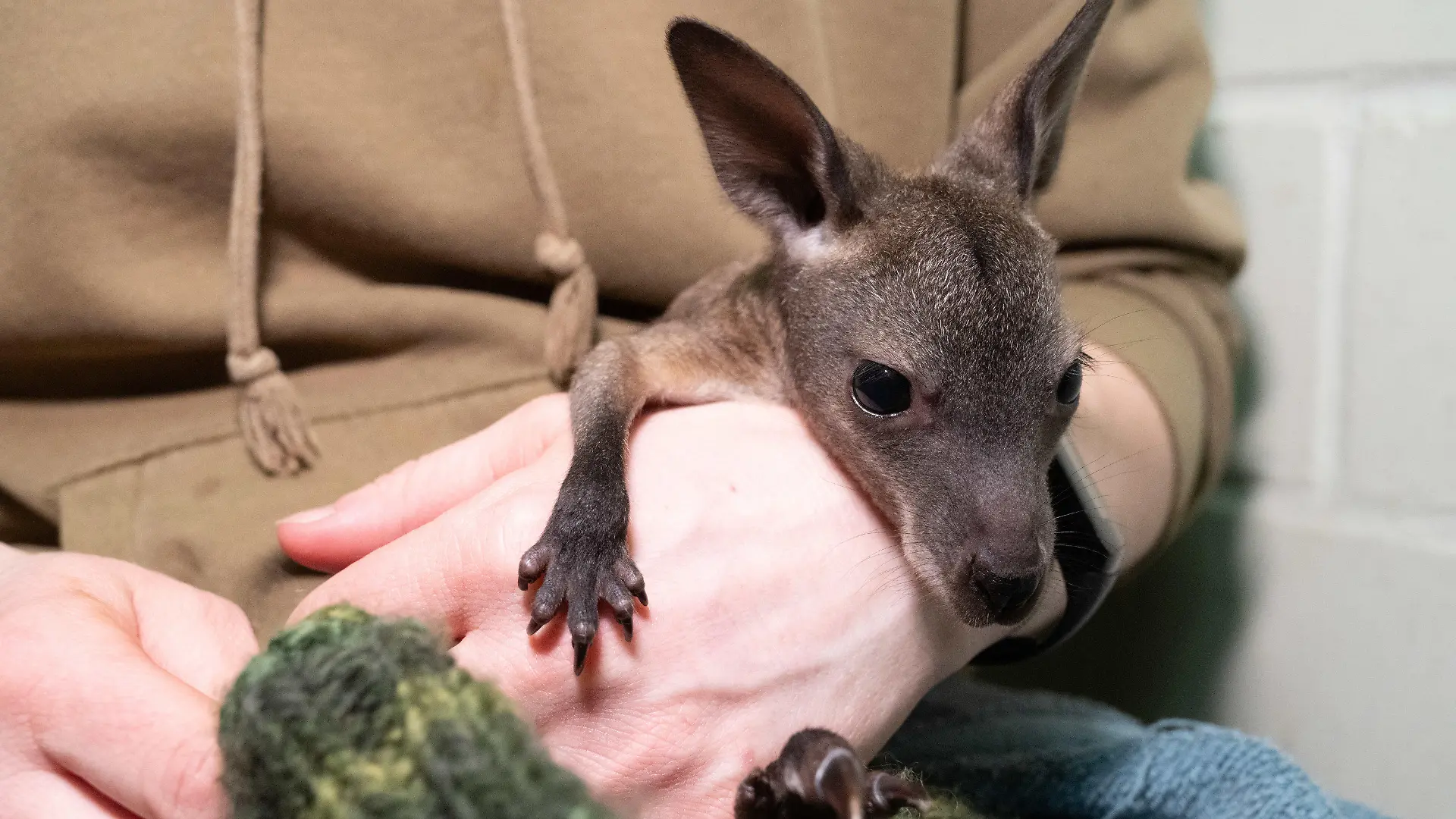 21.03.2024, Mecklenburg-Vorpommern, Stralsund: Anja Deichfischer, Tierpflegerin, trägt im Stralsunder Zoo ein kleinen Känguru - Baby Mäuschen. Statt im warmen Beutel seiner Mutter lebt ein Känguru-Jungtier im Stralsunder Zoo derzeit in einem Jutebeutel. Die Mutter habe das Tier vermutlich in einer Stresssituation aus dem Beutel genommen. Foto: Stefan Sauer/dpa +++ dpa-Bildfunk +++