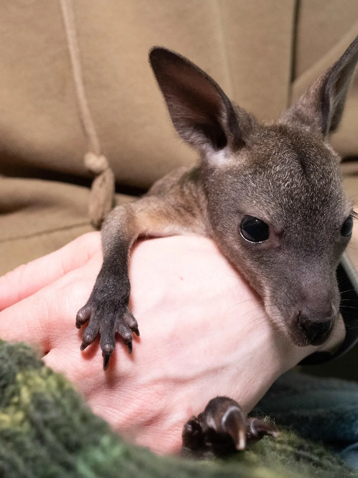 21.03.2024, Mecklenburg-Vorpommern, Stralsund: Anja Deichfischer, Tierpflegerin, trägt im Stralsunder Zoo ein kleinen Känguru - Baby Mäuschen. Statt im warmen Beutel seiner Mutter lebt ein Känguru-Jungtier im Stralsunder Zoo derzeit in einem Jutebeutel. Die Mutter habe das Tier vermutlich in einer Stresssituation aus dem Beutel genommen. Foto: Stefan Sauer/dpa +++ dpa-Bildfunk +++