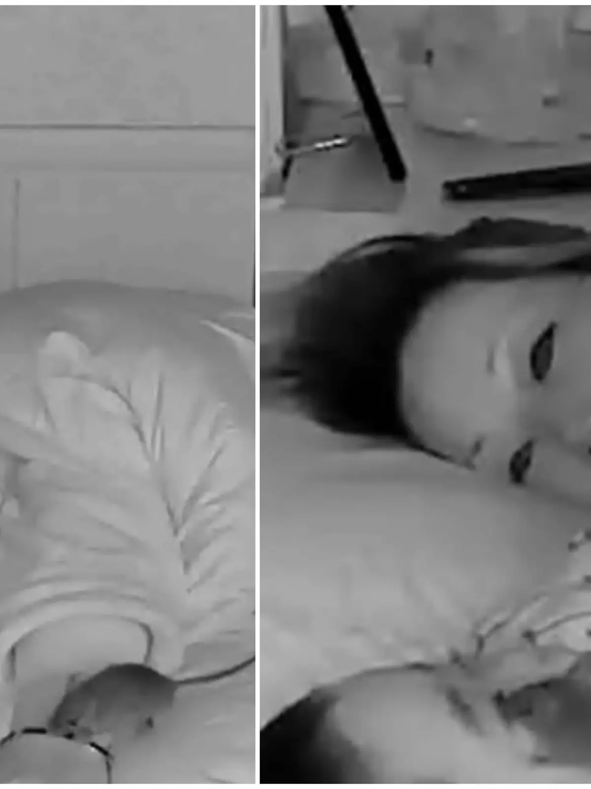 Ist es ein Albtraum? Nein! Als Mutter und Baby wach werden, ist gerade wirklich eine Maus über das Bett gelaufen. Dabei wohnt die Familie aus China eigentlich im elften Stock. Doch irgendwie hat die Maus einen Weg in die Wohnung gefunden und krabbelt dem schlafenden Baby auch noch über das Gesicht. Den schockierenden Moment seht ihr im Video.