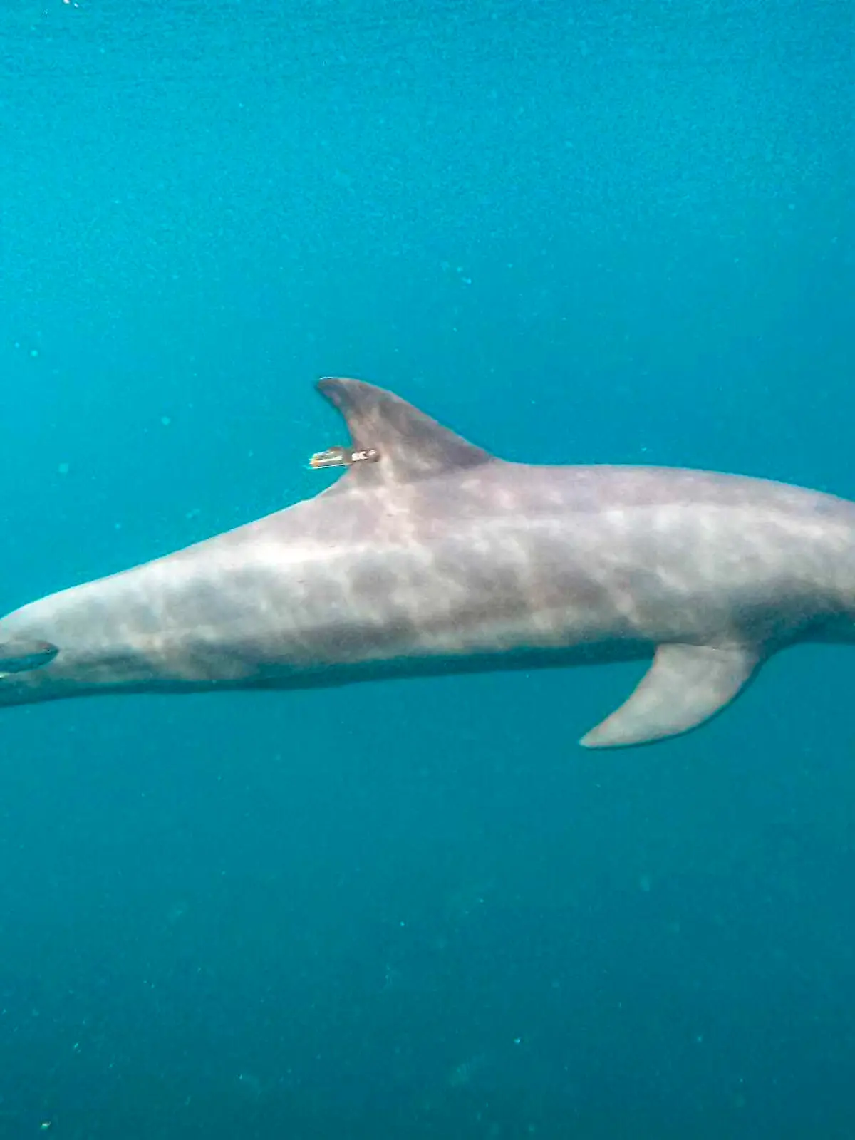 In this photo released by DolphinProject.com, Rocky with GPS tag attached swims at the Umah Lumba Rehabilitation, Release and Retirement Center in Banyuwedang Bay, West Bali, Indonesia Saturday, Sept. 3, 2022. Three bottlenose dolphins were released into the open sea in Indonesia Saturday after years of being confined for the amusement of tourists who would touch and swim with them. (DolphinProject.com via AP)