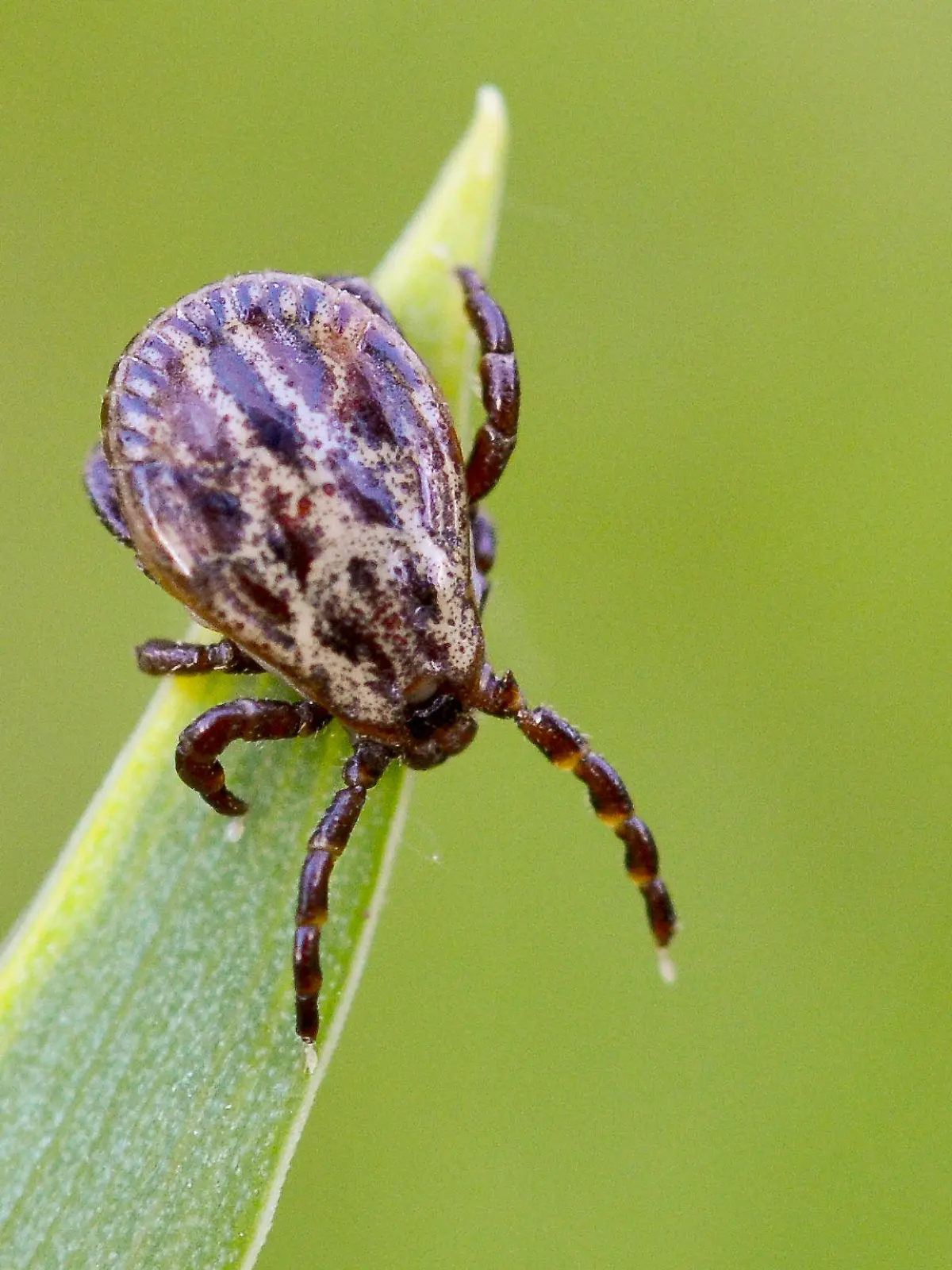 ARCHIV - 28.04.2014, Brandenburg, Sieversdorf: Zecken lauern in Gebüschen oder in hohem Gras und können Krankheiten wie Borreliose und FSME übertragen. Die kleinen Krabbeltiere, die mit ihren kurzen Beinen weder größere Abstände überqueren noch springen können, lassen sich von der elektrostatischen Ladung ihrer Wirte anziehen. Sie können damit den Forschern zufolge mehrere Millimeter oder sogar Zentimeter durch die Luft zurücklegen. (zu dpa: «Zecken immer häufiger auch im Winter aktiv») Foto: Patrick Pleul/dpa +++ dpa-Bildfunk +++
