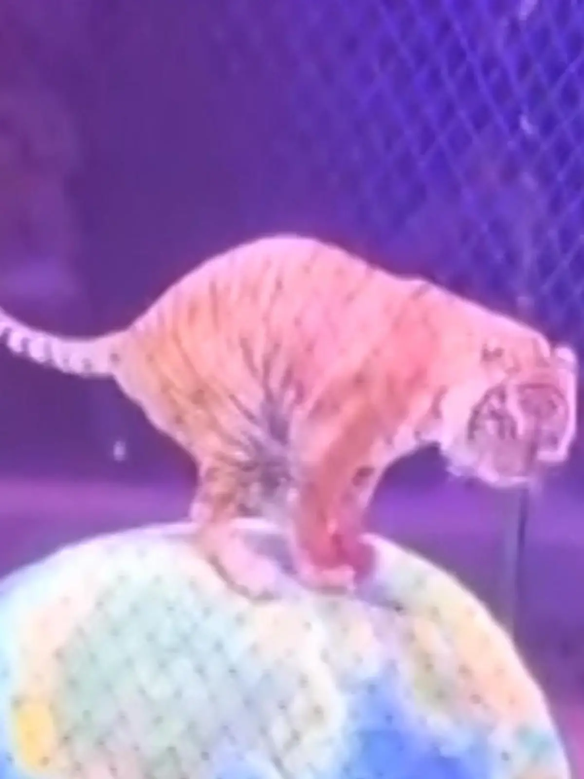 Während einer Zirkusvorstellung in Russland kann eine Raubkatze nicht mehr an sich halten und erledigt ihr Geschäft direkt vor Ort. Dass das Tier dabei im Rampenlicht steht, scheint egal zu sein, was muss, das muss eben. Die Showeinlage des Tigers und wie die Zuschauer reagieren, seht ihr im Video.