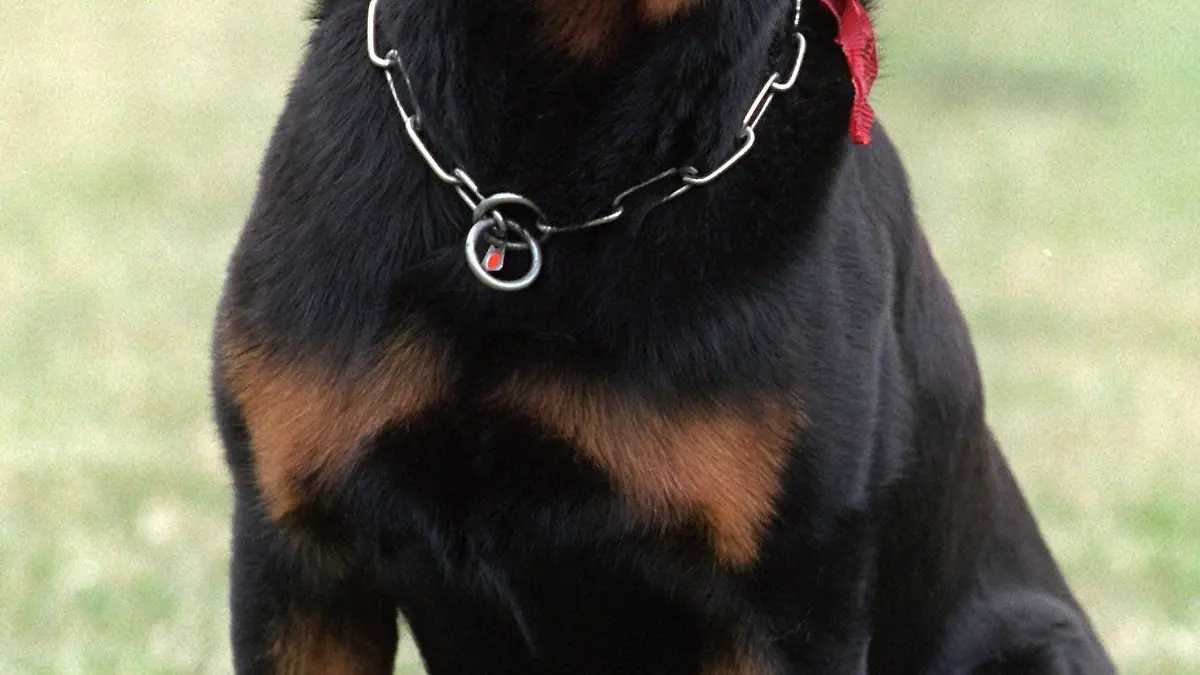 ARCHIV - Ein Rottweiler sitzt auf dem Gelände einer Hundeschule (Archivfoto vom 04.07.2000).Nach der tödlichen Attacke eines Rottweilers auf einen Dreijährigen in Zörnigall (Sachsen-Anhalt) haben die Behörden Kritik an ihrer Aufsichtspflicht zurückgewiesen. Sowohl die Familienhilfe für die junge Mutter als auch der Tierschutz seien nach Hinweisen aus der Bevölkerung aktiv geworden, sagte ein Sprecher des Landkreises Wittenberg der Nachrichtenagentur dpa am Dienstag (14.09.2010). Foto: Bernd Thissen dpa/lah (zu dpa 0364 vom 14.09.2010) +++(c) dpa - Bildfunk+++