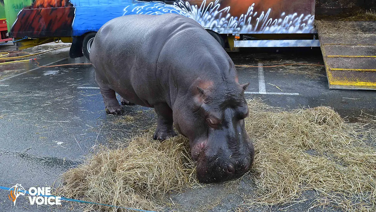 epi 218480281 One Voice Jumbo 2018 2.jpg