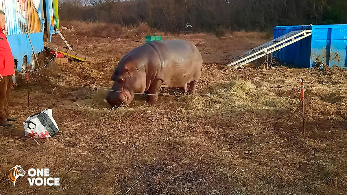 epi 218480278 One Voice Jumbo 2018 2.jpg