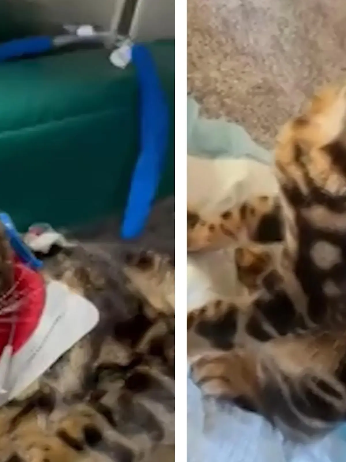 Als die elf Monate alte Bella wird mit Verdacht auf akute Lilienvergiftung beim Tierarzt dann auch noch einen Herzinfarkt erleidet scheint jede Hoffnung verloren. Doch dann passiert ein Wunder - im Video.