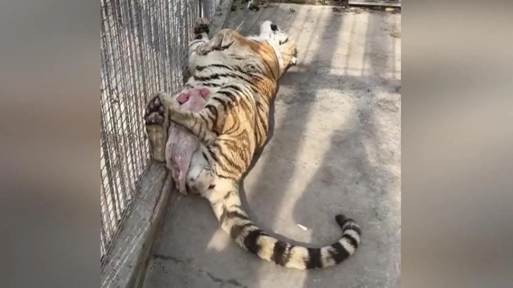 Ferkel schmust mit Tiger im Gehege