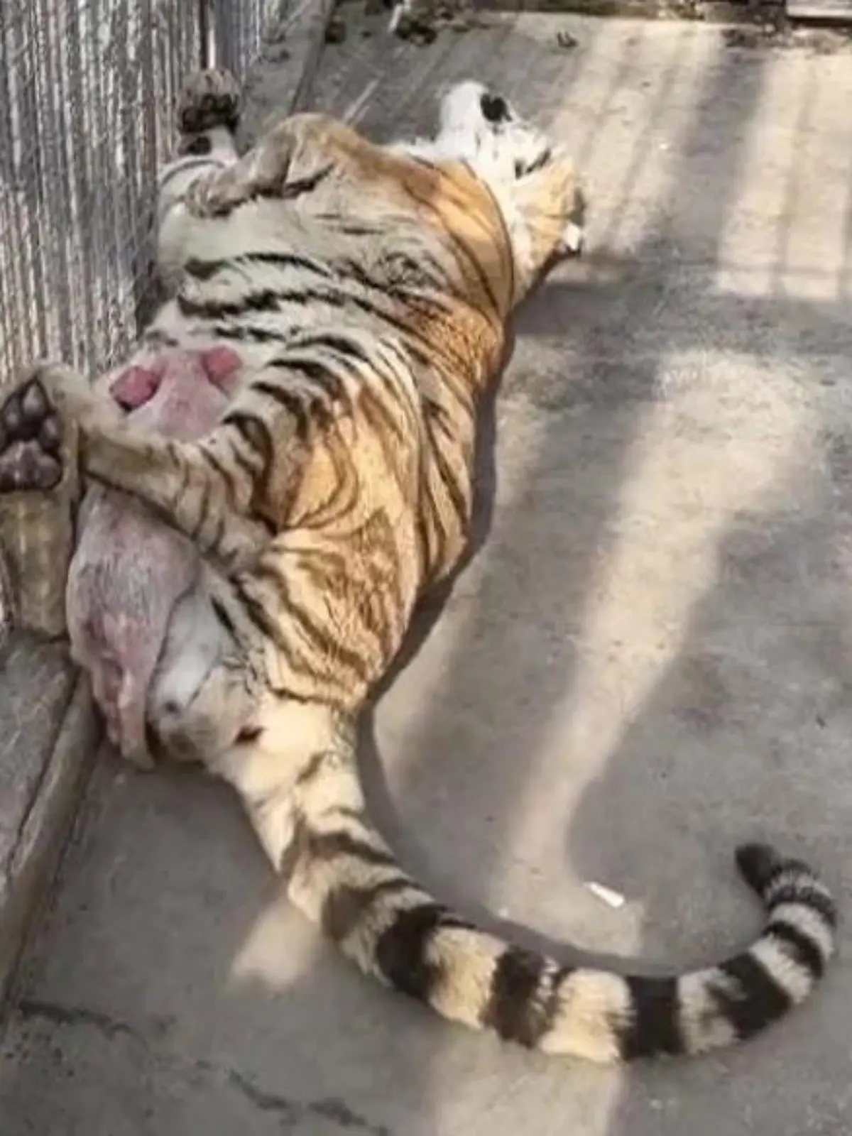 Na, das sieht aber so aus als hätten hier zwei nicht so ganz verstanden, wer in der Nahrungskette oben ist. In einem Zoo im chinesischen Yuncheng schlummert ein Ferkel tief und fest auf dem Bauch eines Tigers. Und der hält das kleine Schwein zwischen seinen starken Beinen fest umschlossen.