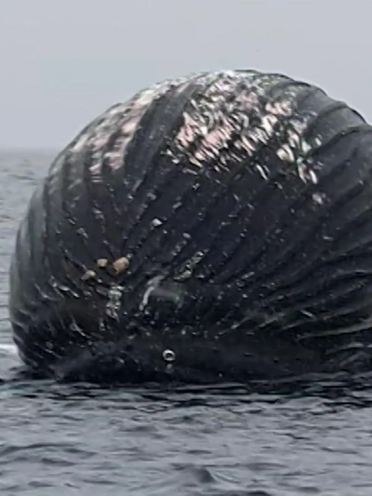 Fischer Dag Rydland ist vor einer norwegischen Insel auf dem Meer unterwegs, als schon in der Ferne einen Ballon sichtet. Aber es ist kein Ballon, sondern ein Wal, in dessen Kadaver sich Gase ausbreiten. Obwohl er in seinen 27 Jahren als Fischer schon viele Wale gesehen habe, sei ihm ein Exemplar dieser Größe noch nicht begegnet. Im Video seht ihr die krassen Bilder und erfahrt, warum der Fischer lieber auf Sicherheitsabstand geht.