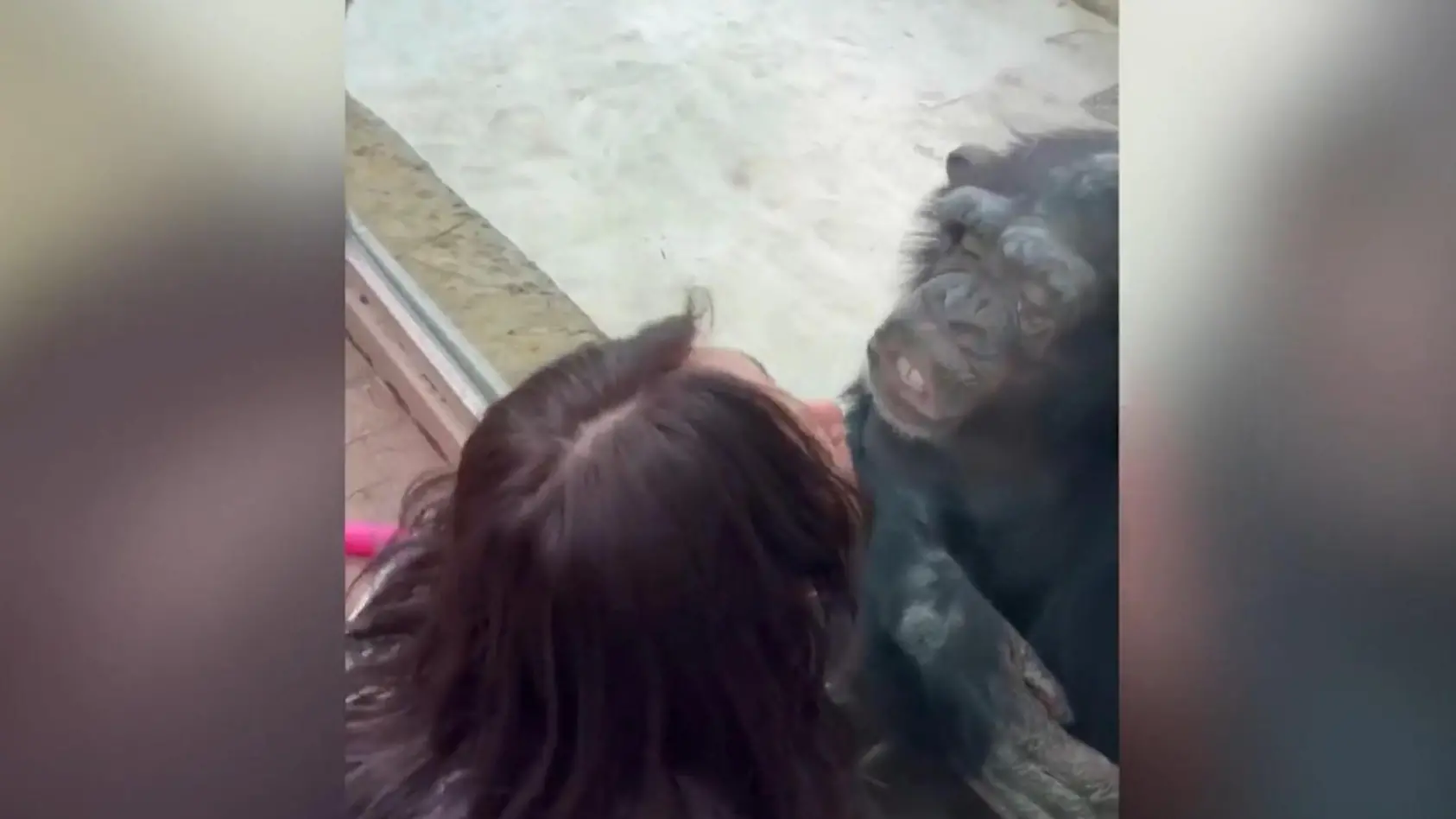 Frau und Schimpanse knutschen