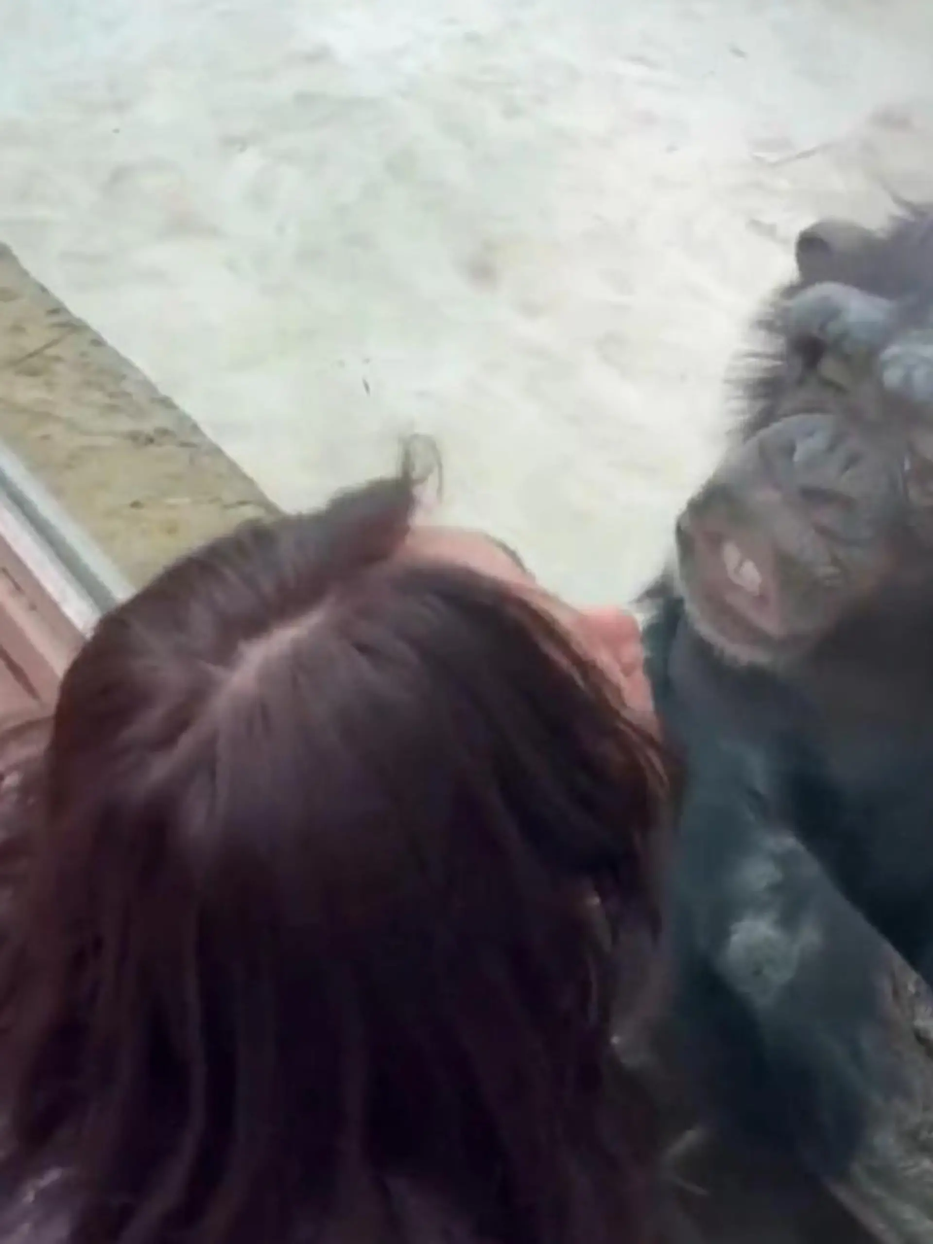 Dieser Affe liebt schöne Frauen! Und das zeigt er ganz offen, indem er die Damen durch die Zoo-Scheibe abknutscht.