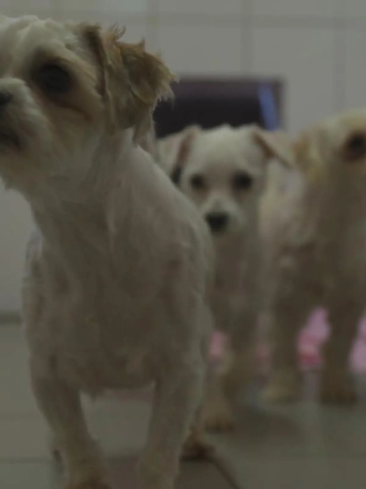 Es ist unfassbar, was den fünf Welpen angetan wurde: Gemeinsam mit 19 erwachsenen Hunden lebten sie unter desaströsen Verhältnissen bei einer Familie in Höxter. Wie sie dieser entkommen sind und ob sie sich inzwischen erholt haben, sehen Sie im Video.