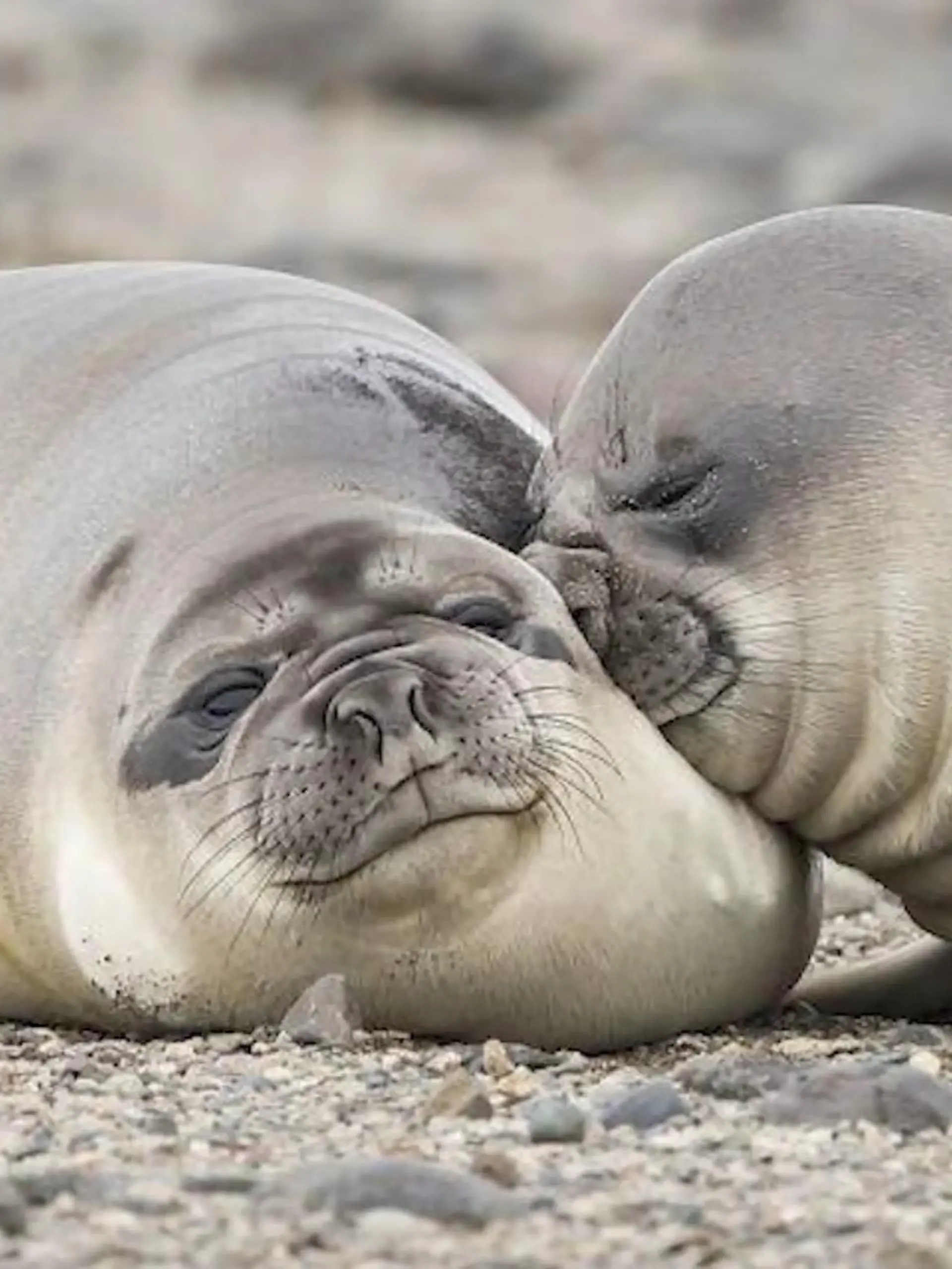 Welcher Naturfotograf hat das lustigste Tierbild des Jahres geschossen? Die Jury des sogenannten Comedy Wildlife Award hat jetzt unter allen eingeschickten Bildern eine Vorauswahl ausgesucht. So möchten die Wettbewerbs-Macher zu mehr Artenschutz anregen - aber ohne erhobenen Zeigefinger. "Wir dachten, es ist viel positiver, wenn wir das Wunder der Natur zeigen. Nicht einfach schöne Fotografien, da gibt es ja schon viele Wettbewerbe, aber eben Bilder, die uns zum Lachen bringen", sagt Tom Sullam von "The Comedy Wildlife". Laura Rihm konnte im Video schon mal einen Blick auf Fotos werfen - und der lohnt sich.
