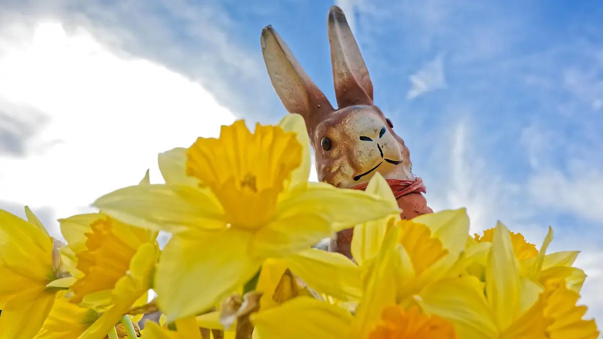 Schöne Ostern. Der Osterhase hat sich zwischen den gelben Narzissen versteckt. München Bayern Deutschland *** Happy Easter The Easter bunny is hiding among the yellow daffodils Munich Bavaria Germany Copyright: xRolfxPossx