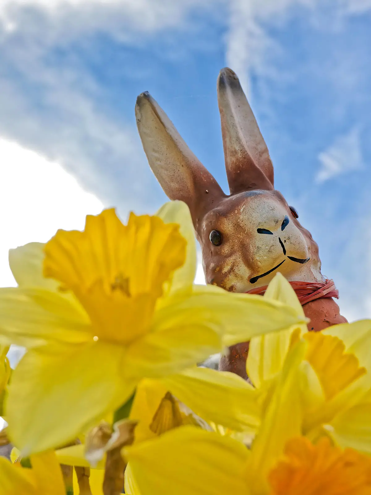 Schöne Ostern. Der Osterhase hat sich zwischen den gelben Narzissen versteckt. München Bayern Deutschland *** Happy Easter The Easter bunny is hiding among the yellow daffodils Munich Bavaria Germany Copyright: xRolfxPossx