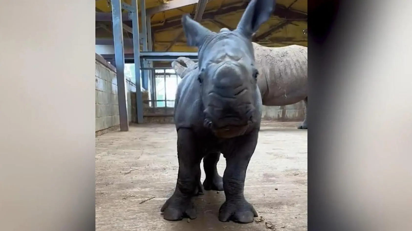 Baby-Nashorn flitzt durchs Gehege