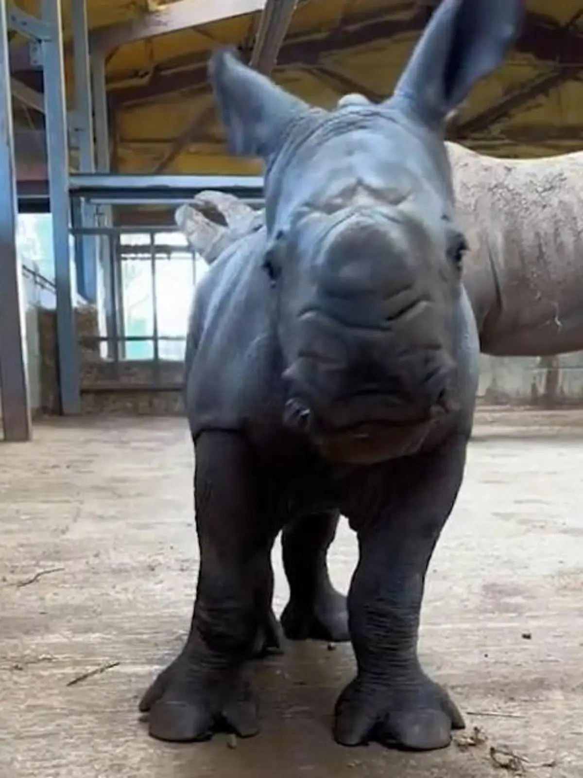 So klein und schon so schnell!

Der Whipsnade Zoo in London hat Nachwuchs: Zoomies ist ein kleines Breitmaulnashorn-Baby und schon ganz schön flink unterwegs. Nach 16 Monaten im Bauch der Mama wird es nun aber auch mal Zeit, auf eigenen Beinen zu stehen - beziehungsweise zu laufen. Die niedlichen Bilder seht ihr im Video.