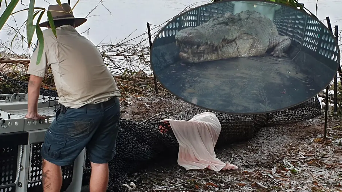 Ranger fangen das Krokodil Herbie mit dieser Falle, da das Tier in der Wildnis eine Gefahr für Menschen sei.