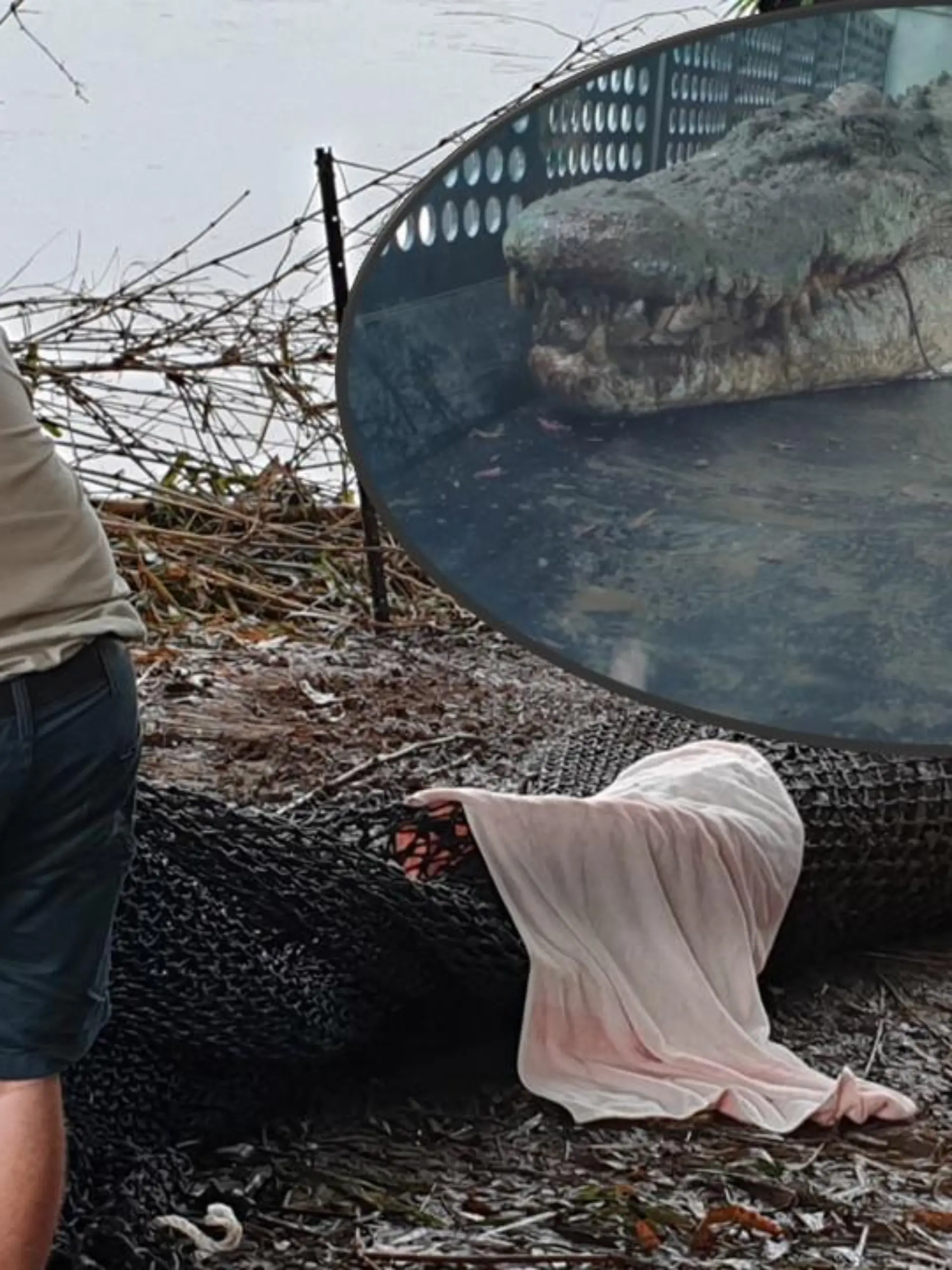 Ranger fangen das Krokodil Herbie mit dieser Falle, da das Tier in der Wildnis eine Gefahr für Menschen sei.