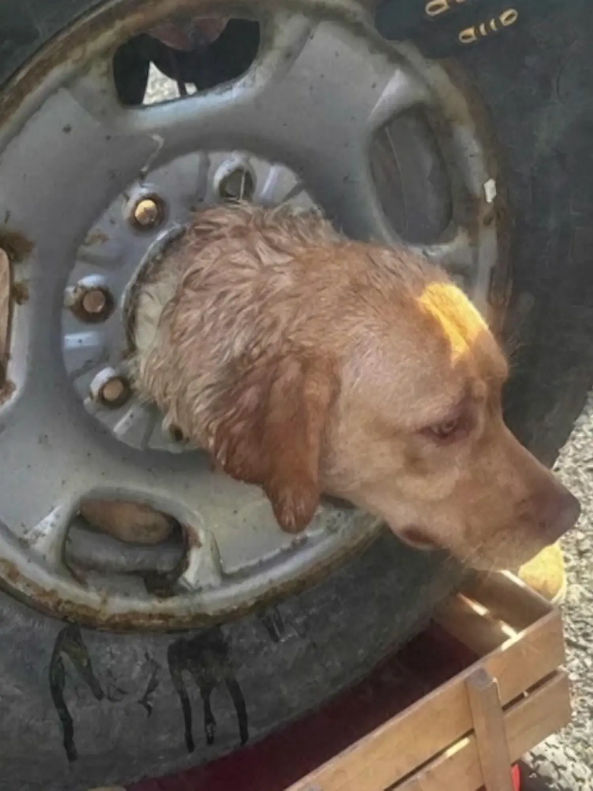 Tollpatsch in Not. Au weia. Wie ist Hund Daisy hier nur reingekommen? Feuerwehrleute in New Jersey in den USA mussten den Kopf des Labradors aus einem Autoreifen befreien. Mit vereinten Kräften schnitten sie die Felge auf. Happy End für den tierischen Tollpatsch.