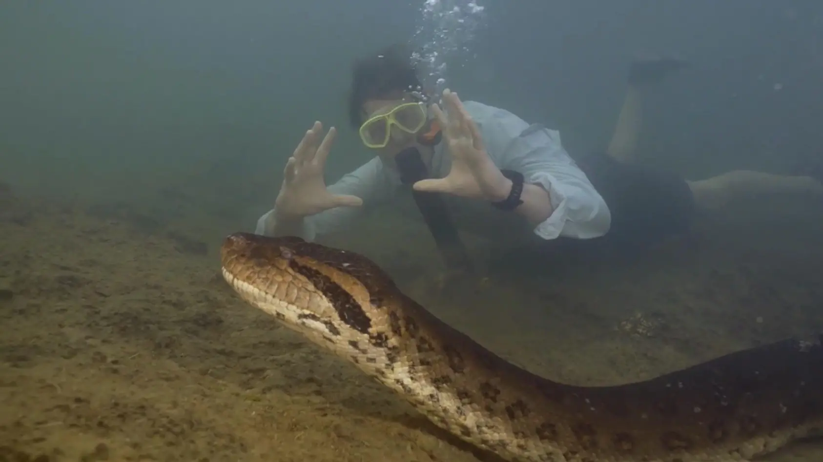 Forscher taucht mit Riesenschlange