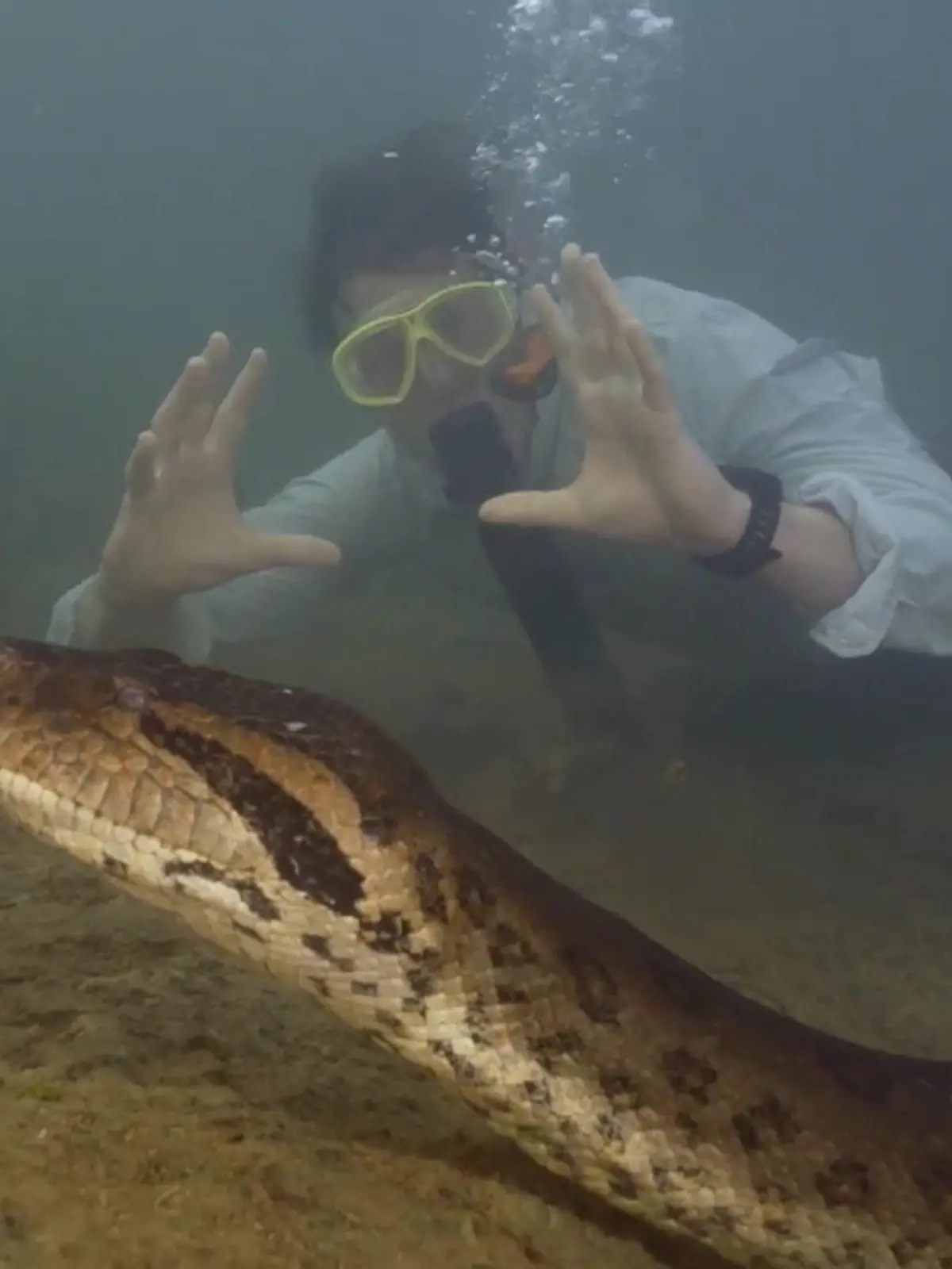 Freek Vonk ist Biologe aus Amsterdam und mehr als begeistert, als er einer grünen Riesenanakonda beim Tauchen begegnet. Die Schlangenart wurde im brasilianischen Amazonasgebiet neu entdeckt. Die 200 Kilo schwere Monsteranakonda zeigen wir im Video.