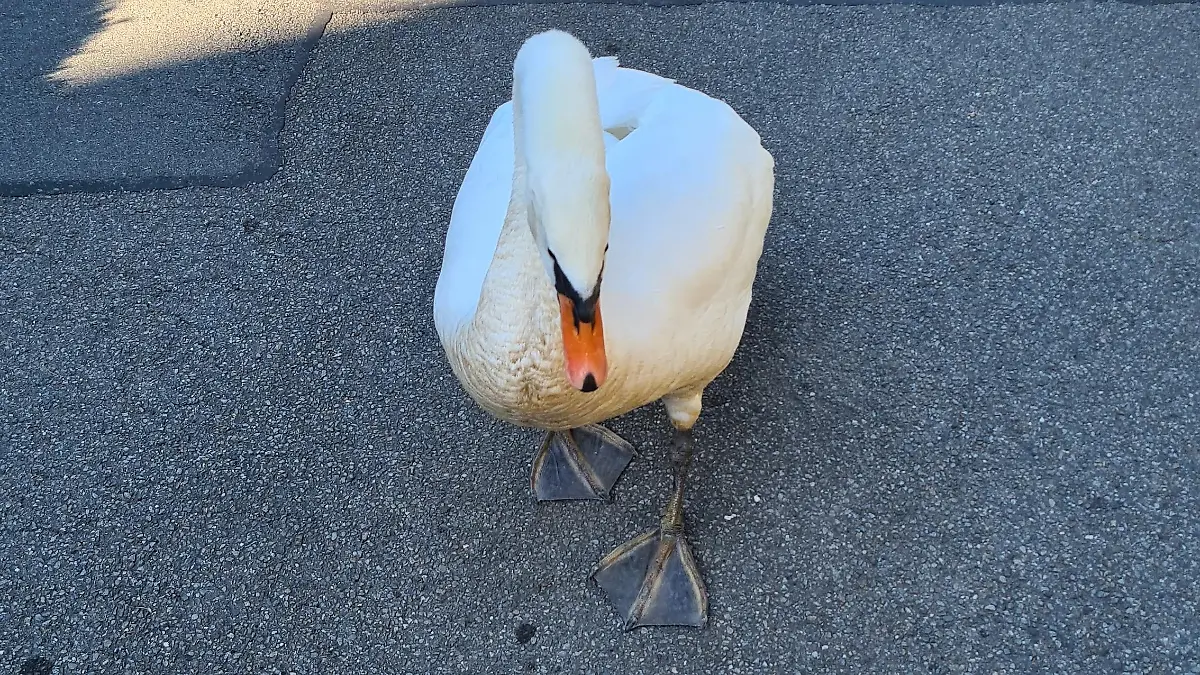 Schwan