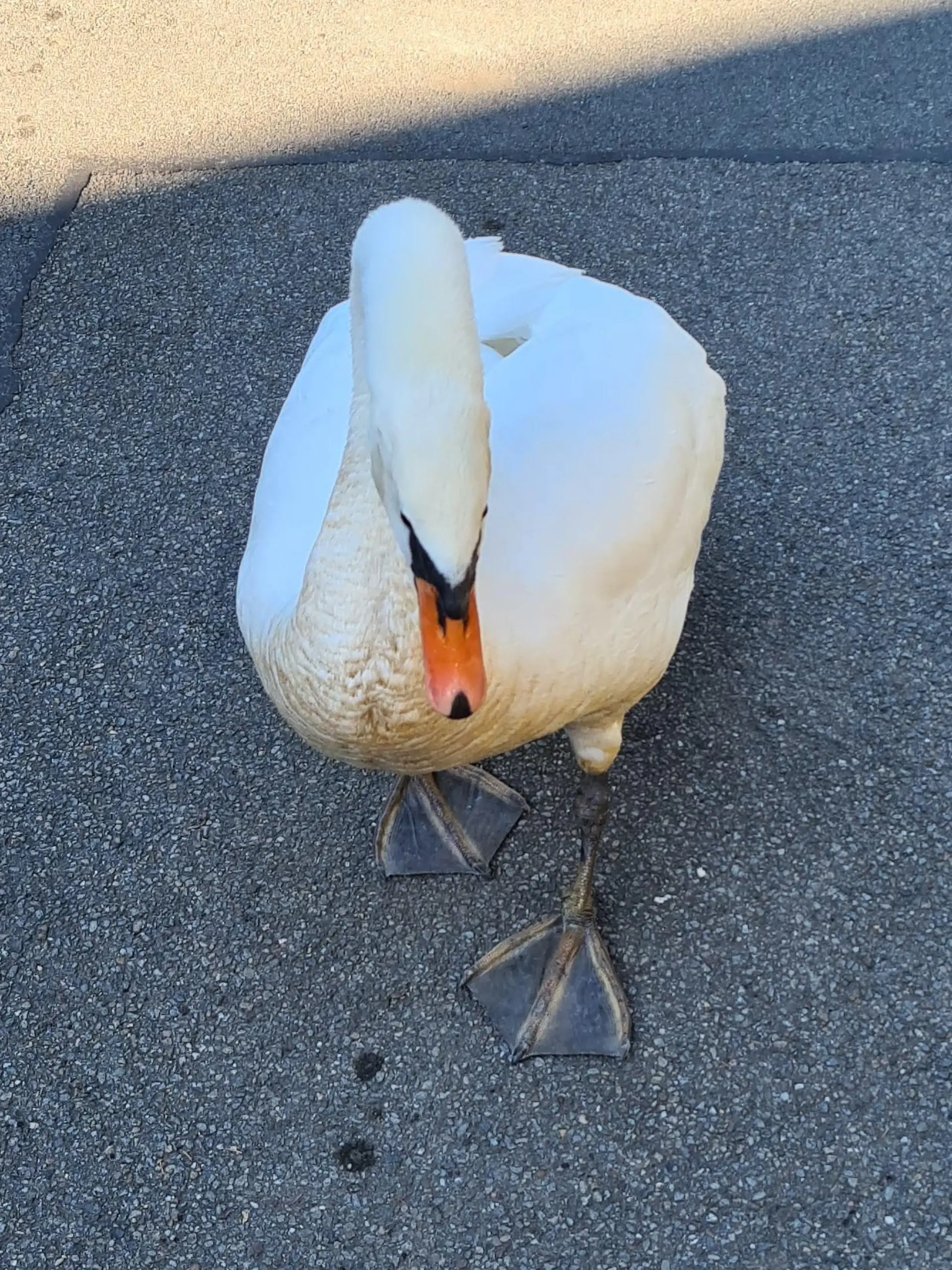 Schwan