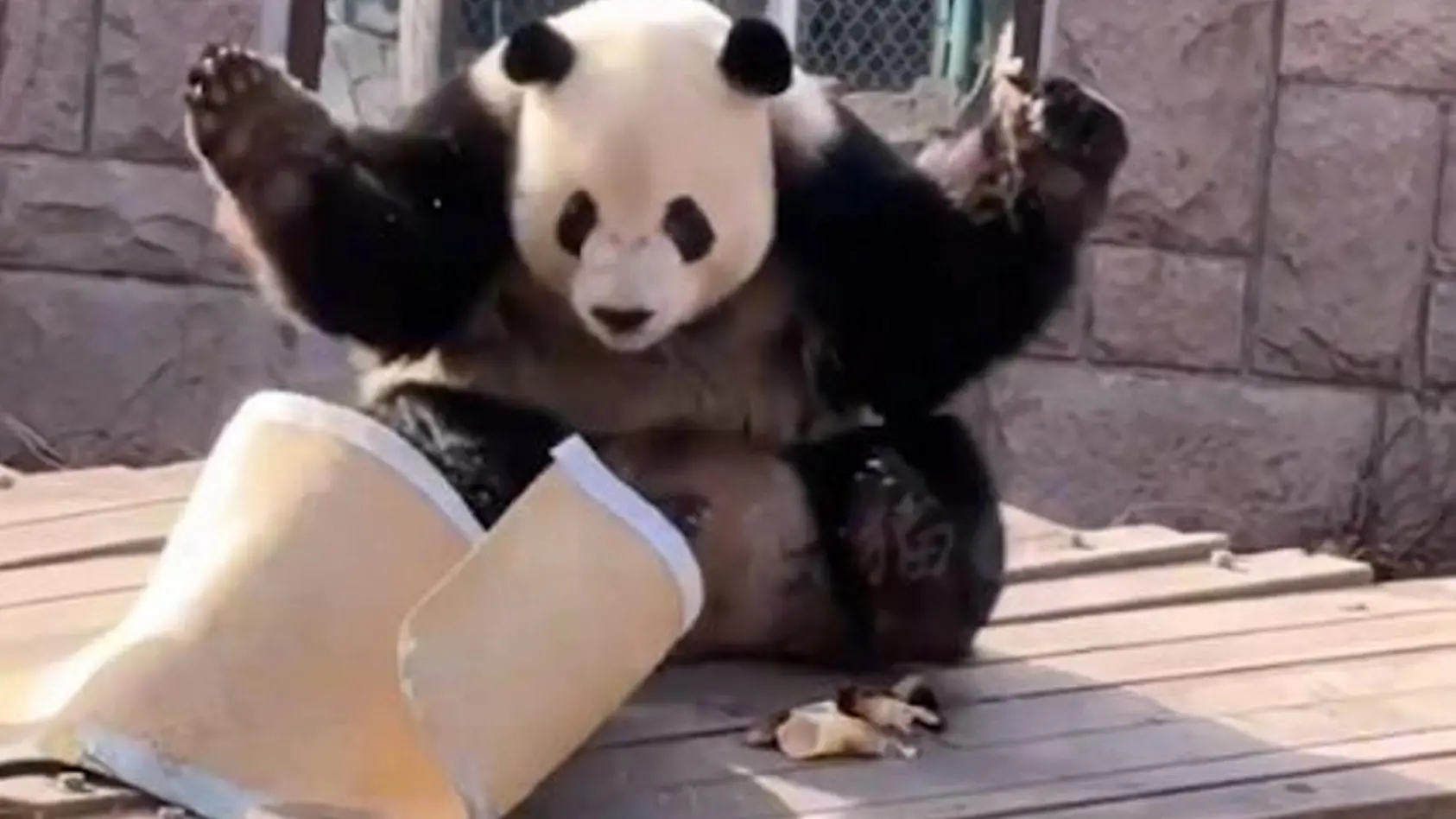 Überraschender Angriff im Zoo-Gehege