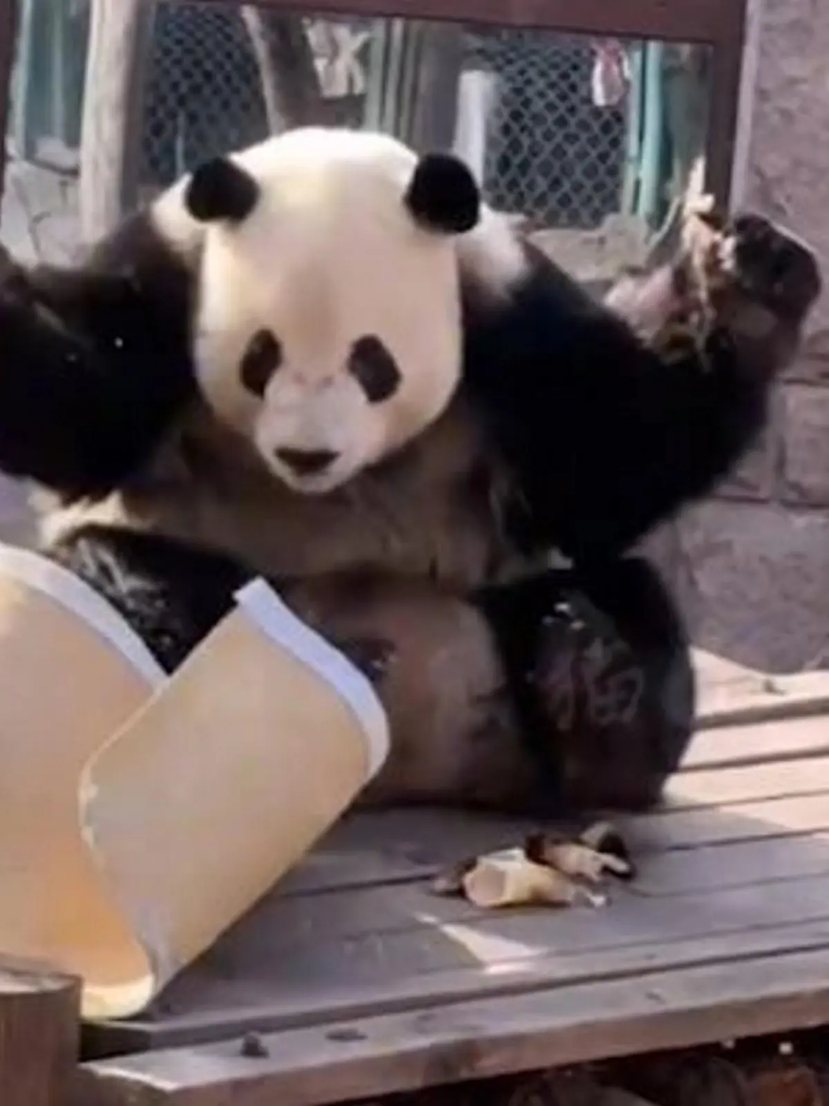 SONDERKONDITIONEN: PREISABSPRACHE! *EXCLUSIVE* 
This is the adorable moment a giant panda got frightened by a bamboo mat. The sweet moment was captured on camera at Beijing zoo on March 17. It shows giant panda Meng Er watching a bamboo mat being blown about in the wind. As the mat begins to fall toward the panda, it suddenly jolts backwards in surprise - triggering laughs from zoo visitors.  / action press