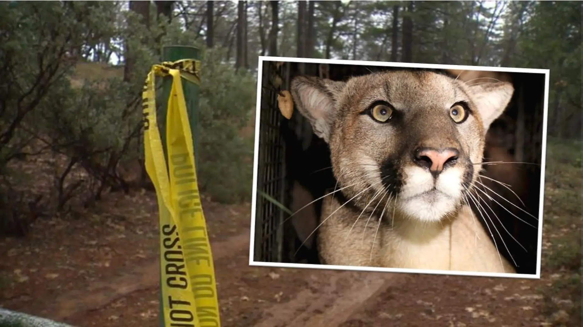 Tödliche Attacke eines Pumas in Kalifornien.